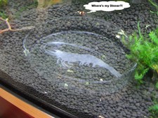 Unique Glass Aquarium shrimp fish catfish feeding dishes & holders