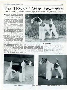 DRAHT FOXTERRIER HUNDEHÜTTE RASSE WERBUNG DRUCKSEITE TESCOT ZWINGER UNSERE HUNDE 1948 - Bild 1 von 1