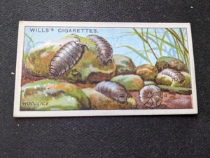 Tarjeta Will's Garden Life 1914 # 42 Woodlice (en muy buen estado/ex) - Imagen 1 de 3
