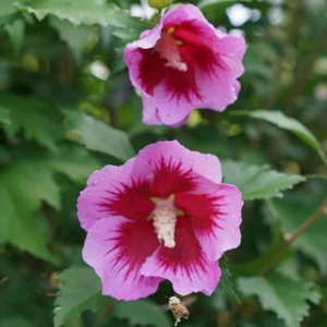 2 Gal. Purple Pillar Rose of Sharon (Hibiscus) Plant with Purple Flowers - Picture 1 of 12