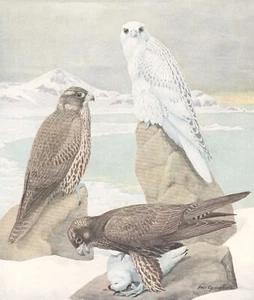 Original 1914 Color Bird Print - GYRFALCON - Louis Agassiz Fuertes - Picture 1 of 2