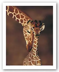 Póster estampado de arte de vida silvestre de jirafa Karl Ammann 13x17 - Imagen 1 de 1