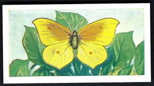 SWETTENHAM - BUTTERFLIES AND MOTHS - #11 MEDITERRANEAN BRIMSTONE BUTTERFLY - Picture 1 of 2