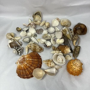 1 Lb 6oz  Seashell Lot Beach Various Sizes Mixed Lot Nautical Tropical Decor - Picture 1 of 9