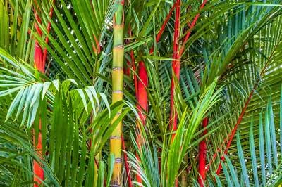 SEEDVILLE USA 10 Red LIPSTICK PALM Sealing Wax Palm Cyrtostachys Renda Tree Houseplant Seeds