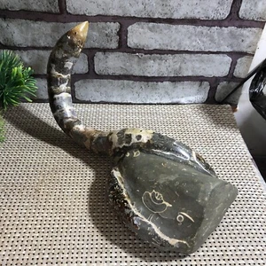 1132g Rare Natural elephant nosed specimen Reiki healing d11 - Picture 1 of 20