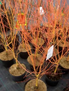 Acer palmatum Bi-hoo, gelbholziger Ahorn, 70-80cm RARITÄT Bihoo - Bild 1 von 5