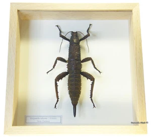 REAL MOUNTED FRAMED INSECT - Eurycantha calcarata, F - GIANT SPINY STICK INSECT - Picture 1 of 3