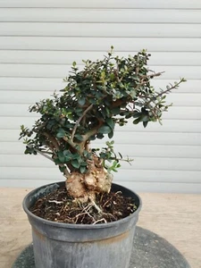 Bonsai Pre-Bonsai Wild-e Olive-n Acebuche Olivastro - Bild 1 von 4
