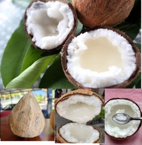 1 pcs Makapuno Coconut milk with thick flesh is thick and viscous like jelly - Picture 1 of 6