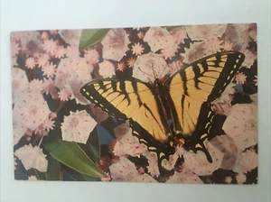 Gather Honey While Ye May Vintage Postcard - Picture 1 of 2
