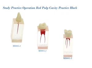 Tipodonte dental 10P Endo conducto radicular dientes modelo estudio pulpa cavidad práctica bloque - Imagen 1 de 23