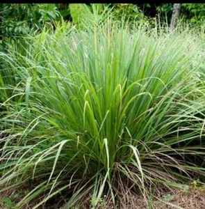 2 Organic dry Lemongrass leaves for tea 2 cups/120 g - Picture 1 of 3