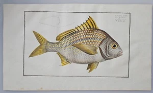 CCXLVII Lutianus Luteus (The Yellow-fin). Marcus Bloch. circa 1790. - Picture 1 of 5