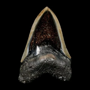 4.1" Quality Megalodon Shark Tooth Serrated Fossil Natural Miocene Age COA - Picture 1 of 7