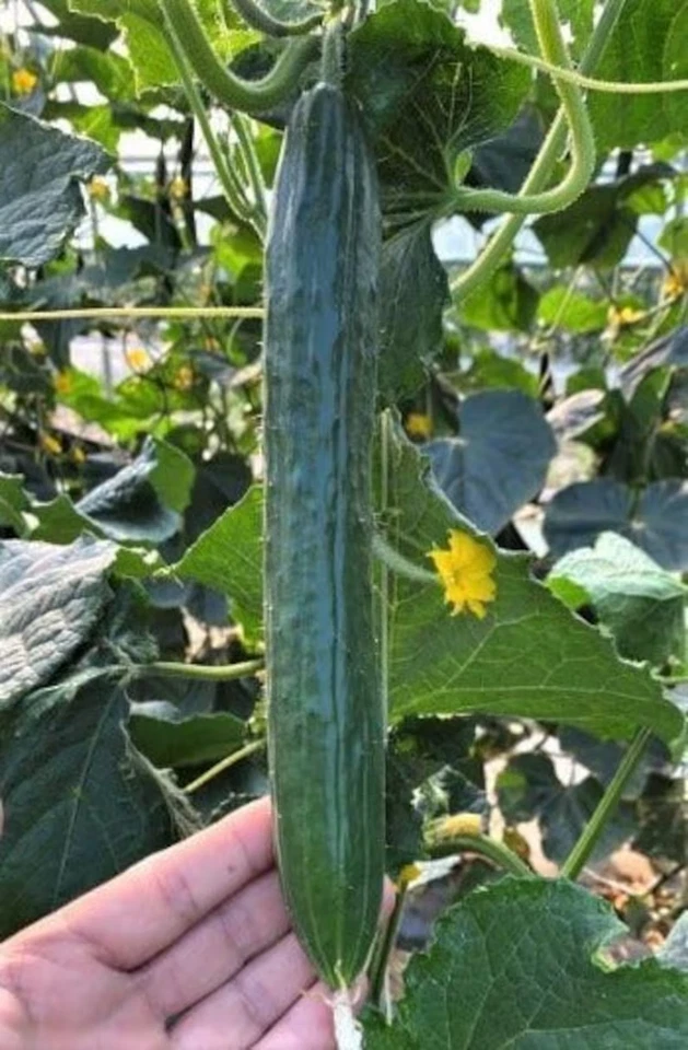 Japanese Long Burpless Cucumber Seeds Japanese Cucumber Kyuri Long Cucumber Seed - Image 1 of 1