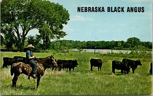 Nebraska Black Angus Cattle on Stanek Farms Platte River NEBRASKA POSTAL D13 - Imagen 1 de 2