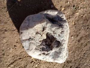 Fósil de cangrejo en cuarzo, petrificado. 4,5". Envío Gratis, Auténtico - Imagen 1 de 4