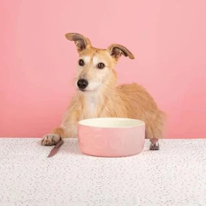 Cuenco de comida para perros gatos mascotas pequeñas perros agua bebida gres cuencos 15 cm rosa rasguños - Imagen 1 de 5