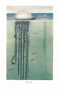 Portugiesische Galeere Physalia physalis Blasenqualle Seeblase  Farbdruck 1923 - Bild 1 von 1