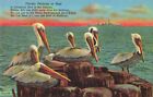 A Florida Pelican Family at Rest, Poem, Passing Ship, Vintage Postcard