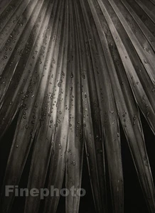 1945/92 Vintage HORST Botanical Tropical Plant PALM ABSTRACT Photo Gravure Art - Picture 1 of 1