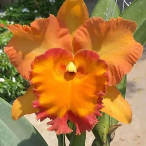 Planta de orquídea Cattleya ñame sonrisa maceta tamaño 3-4 pulgadas - Imagen 1 de 4