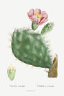Cactus Cochenillifer - 1799 Pierre Joseph Redoute Botanical Illustration Poster