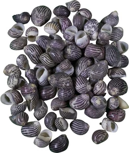 Neritina Parallela Bulk Craft Shells Seashells .3875-.625" (1 Kilo) - Picture 1 of 1