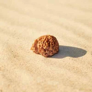 Nepal Origin Ganesh Mukhi Rudraksha pezzo limitato - Foto 1 di 3