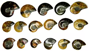 Esemplari fossili di ammonite lucidati 17 pezzi 211,28 grammi Madagascar - Foto 1 di 3