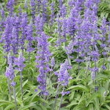 Sage BLUE Salvia Perennial Hummingbirds Butterflies USA Non-GMO 300 Seeds