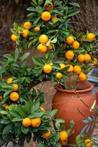 GF 1102TV Citrus Reticulata Seeds Mandarine Samen 2 - Bild 1 von 1