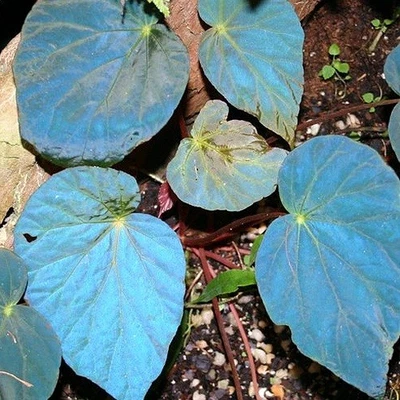 Amazing, rare "Peacock Begonia"! - Blue, iridescent Begonia pavonina - Image 1 of 2