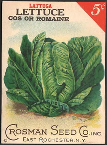 *Vintage* LETTUCE Romaine Vegetable Seed Packet Front Only CROSMAN SEED 1930's  - Picture 1 of 1