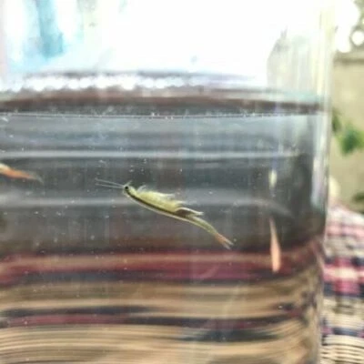 60k Fairy Shrimp eggs High protein Live Food For Betta Killi Ornamental Fish - Image 1 of 4