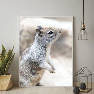 Niedliches Eichhörnchen Nahaufnahme Foto Wanddruck, Tierwelt Natur Fotografie Yosemite NP - Bild 1 von 5