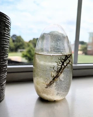 Sistema cerrado de abuelo acuático ECOSPHERE 1ª generación ramas de árboles pisapapeles arte decoración Foto 1 de 4