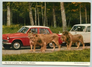 POSTCARD LION & LIONESS, Longleat, Old cars, John Hinde - Picture 1 of 2