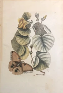 Grabado coloreado a mano Catesby Butterfly The Maho Tree PL 90 - Imagen 1 de 7