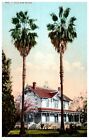 No. 1847 Tall Fan Palm Trees California Mitchell Postcard