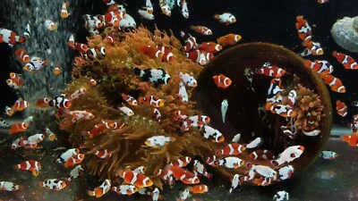 ¡Harén de pez payaso! trabajará contigo para crear mezcla, tamaño y GRAN precio Foto 1 de 2