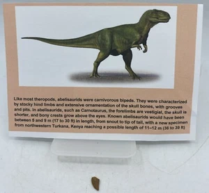 Abelisaurus Raptor Teeth Cretaceous Dinosaur Morocco COA Real No Repair A41 - Picture 1 of 2