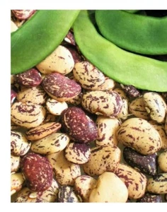 Jackson Wonder Lima Bush Bean 25 Seeds Free Gift Seeds w/Every Garden Order! - Picture 1 of 3