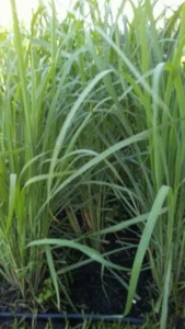 150+ SeedsLEMONGRASS SEEDS LEMON GRASS CYMBOPOGON FLEXUOSUS MOSQUITO REPELLENT - Picture 1 of 3