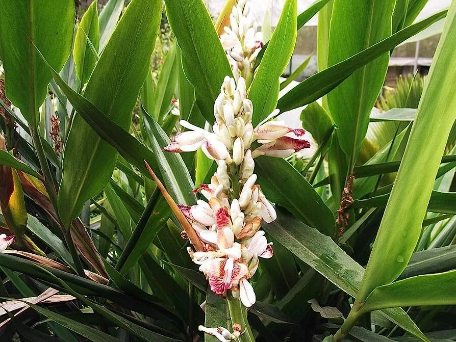 Alpinia galanga!  JENGIBRE TAILANDÉS PICANTE 1 ¡Rizoma! Foto 1 de 1