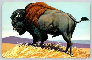 Postal arte bisonte por Dan R Eckleberry Buffalo American Grasslands - Imagen 1 de 2