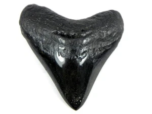 3 5/16 Inch Polished Fossil Megalodon Sharks Tooth Sharks Tooth Teeth Miocene - Picture 1 of 3