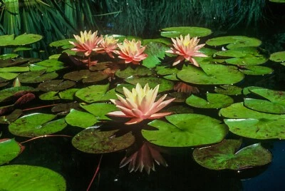 Live Pink Grapefruit Peach/Pink Flower Winter Hardy Waterlily Aquatic Pond Plant - Image 1 of 3