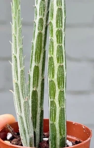 Rare And Exotic Kleinia Snake Plant: 54.99 Per Plant: Free Postage - Picture 1 of 6